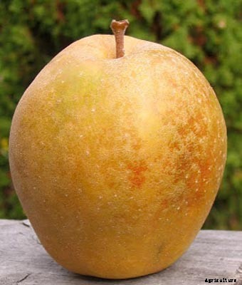 73+ Heirloom Apples You’ve Probably Never Heard Of