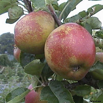 73+ Heirloom Apples You’ve Probably Never Heard Of