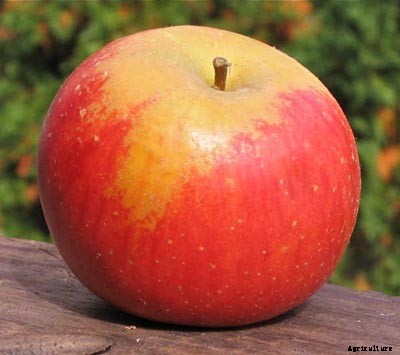 73+ Heirloom Apples You’ve Probably Never Heard Of