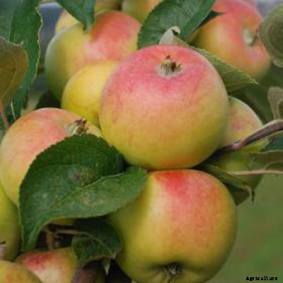 73+ Heirloom Apples You’ve Probably Never Heard Of