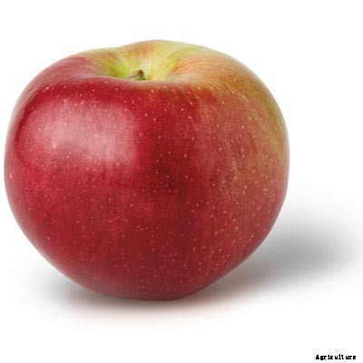 73+ Heirloom Apples You’ve Probably Never Heard Of