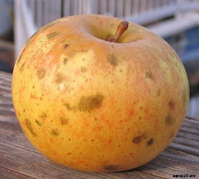 73+ Heirloom Apples You’ve Probably Never Heard Of