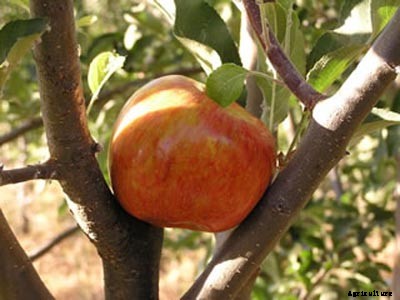 73+ Heirloom Apples You’ve Probably Never Heard Of