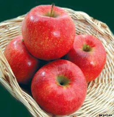 73+ Heirloom Apples You’ve Probably Never Heard Of