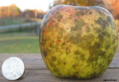 73+ Heirloom Apples You’ve Probably Never Heard Of