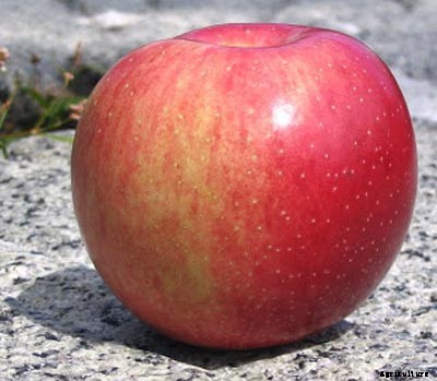 73+ Heirloom Apples You’ve Probably Never Heard Of