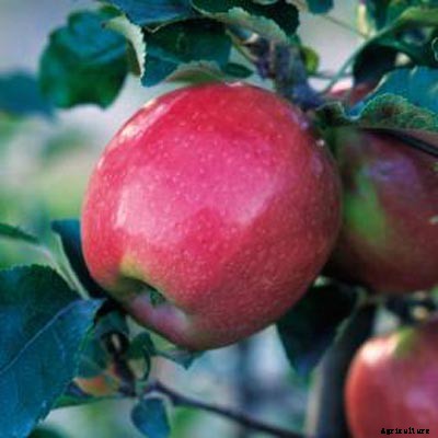 73+ Heirloom Apples You’ve Probably Never Heard Of