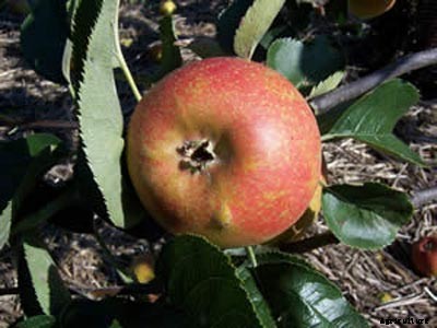 73+ Heirloom Apples You’ve Probably Never Heard Of