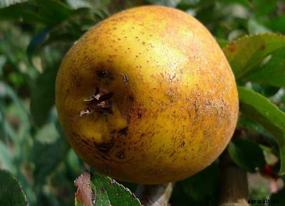 73+ Heirloom Apples You’ve Probably Never Heard Of