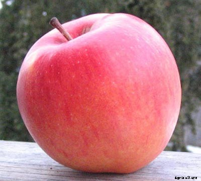 73+ Heirloom Apples You’ve Probably Never Heard Of