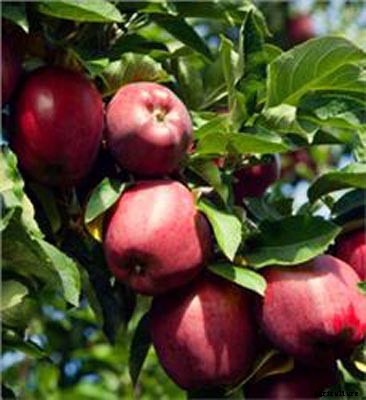 73+ Heirloom Apples You’ve Probably Never Heard Of