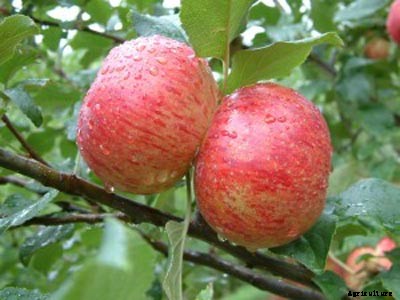 73+ Heirloom Apples You’ve Probably Never Heard Of