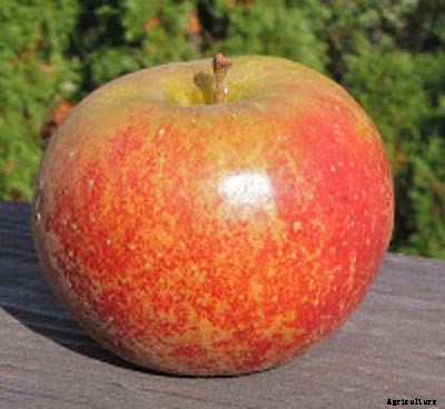 73+ Heirloom Apples You’ve Probably Never Heard Of