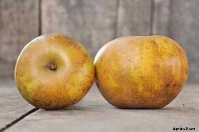 73+ Heirloom Apples You’ve Probably Never Heard Of