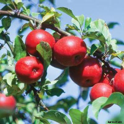 73+ Heirloom Apples You’ve Probably Never Heard Of