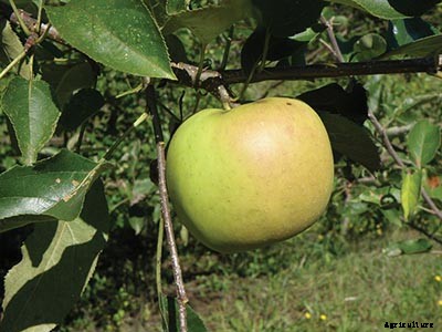 73+ Heirloom Apples You’ve Probably Never Heard Of
