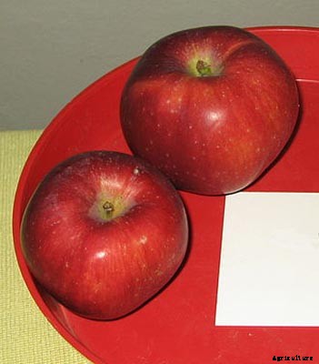 73+ Heirloom Apples You’ve Probably Never Heard Of