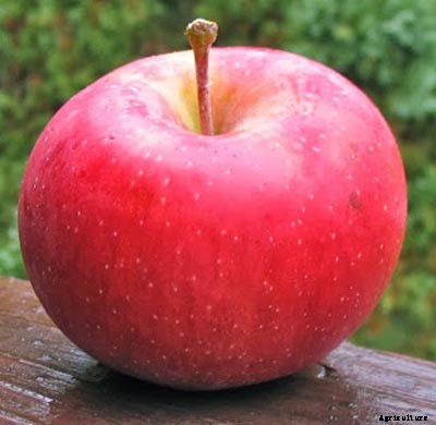73+ Heirloom Apples You’ve Probably Never Heard Of