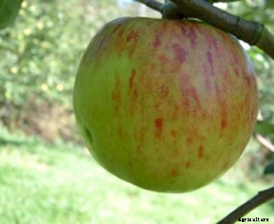 73+ Heirloom Apples You’ve Probably Never Heard Of