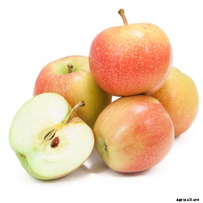 73+ Heirloom Apples You’ve Probably Never Heard Of