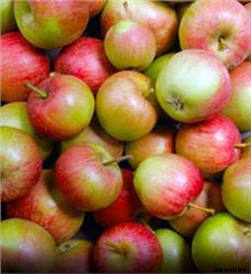73+ Heirloom Apples You’ve Probably Never Heard Of
