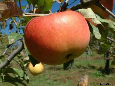 73+ Heirloom Apples You’ve Probably Never Heard Of