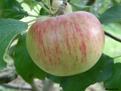 73+ Heirloom Apples You’ve Probably Never Heard Of
