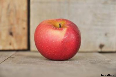 73+ Heirloom Apples You’ve Probably Never Heard Of