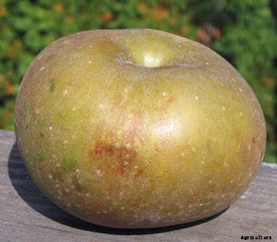 73+ Heirloom Apples You’ve Probably Never Heard Of