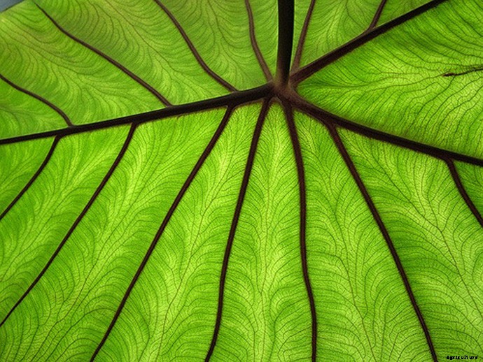 Elephant Ear Plant: Care, Planting, and Growing Tips