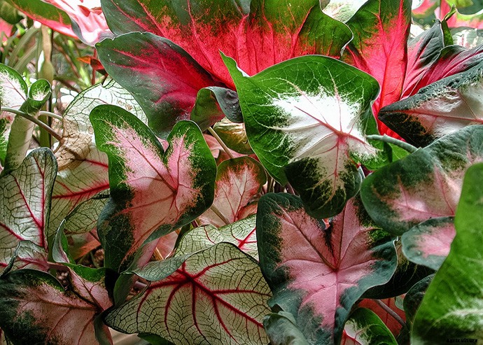 Elephant Ear Plant: Care, Planting, and Growing Tips