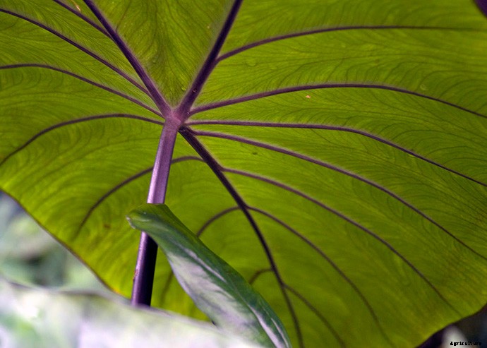 Elephant Ear Plant: Care, Planting, and Growing Tips