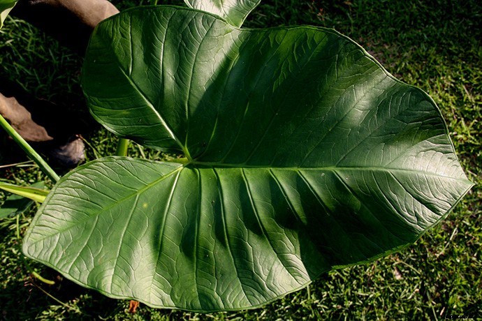 Elephant Ear Plant: Care, Planting, and Growing Tips