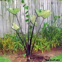 Elephant Ear Plant: Care, Planting, and Growing Tips