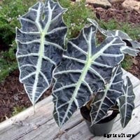 Elephant Ear Plant: Care, Planting, and Growing Tips