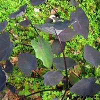 Elephant Ear Plant: Care, Planting, and Growing Tips