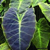 Elephant Ear Plant: Care, Planting, and Growing Tips