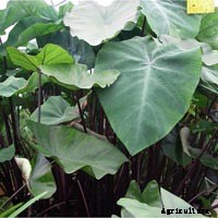 Elephant Ear Plant: Care, Planting, and Growing Tips