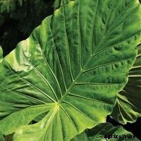 Elephant Ear Plant: Care, Planting, and Growing Tips