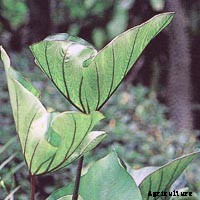 Elephant Ear Plant: Care, Planting, and Growing Tips