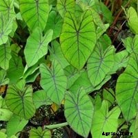 Elephant Ear Plant: Care, Planting, and Growing Tips