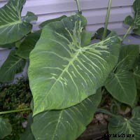 Elephant Ear Plant: Care, Planting, and Growing Tips