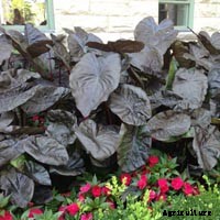 Elephant Ear Plant: Care, Planting, and Growing Tips