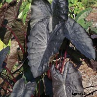 Elephant Ear Plant: Care, Planting, and Growing Tips
