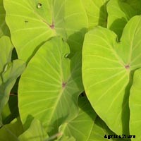 Elephant Ear Plant: Care, Planting, and Growing Tips