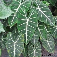 Elephant Ear Plant: Care, Planting, and Growing Tips