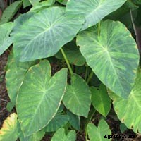 Elephant Ear Plant: Care, Planting, and Growing Tips