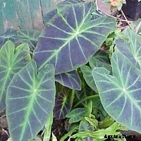 Elephant Ear Plant: Care, Planting, and Growing Tips