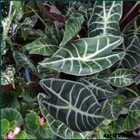 Elephant Ear Plant: Care, Planting, and Growing Tips