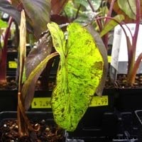 Elephant Ear Plant: Care, Planting, and Growing Tips